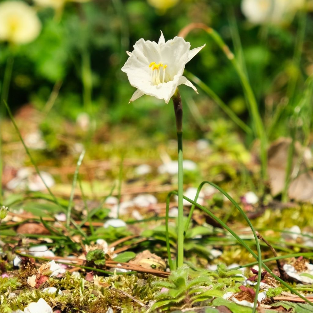 Narcissus bulbocodium White Petticoat - Bolbuikige narcis