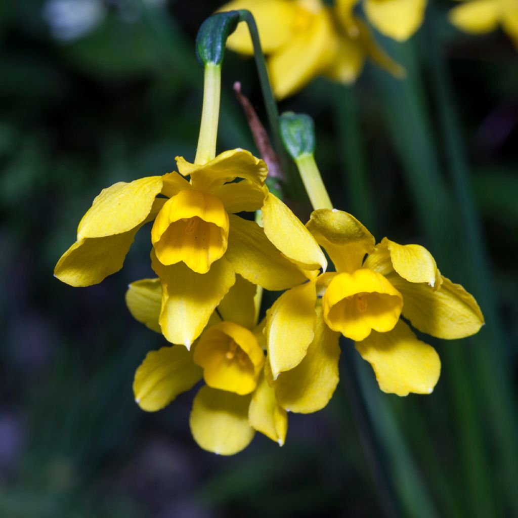 Narcissus fernandesii var. cordubensis - Narcis