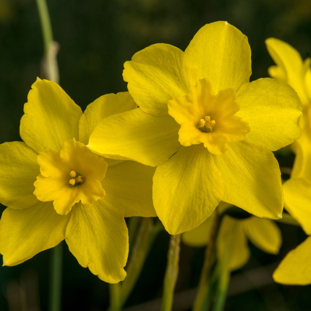 Narcissus fernandesii var. cordubensis - Narcis