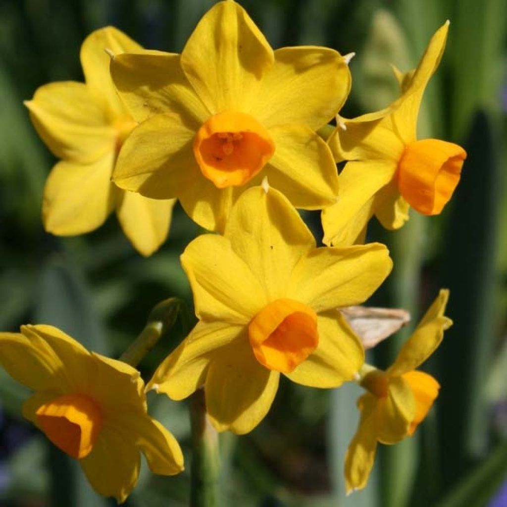 Narcissus Grand Soleil d Or - Tazetta-narcis