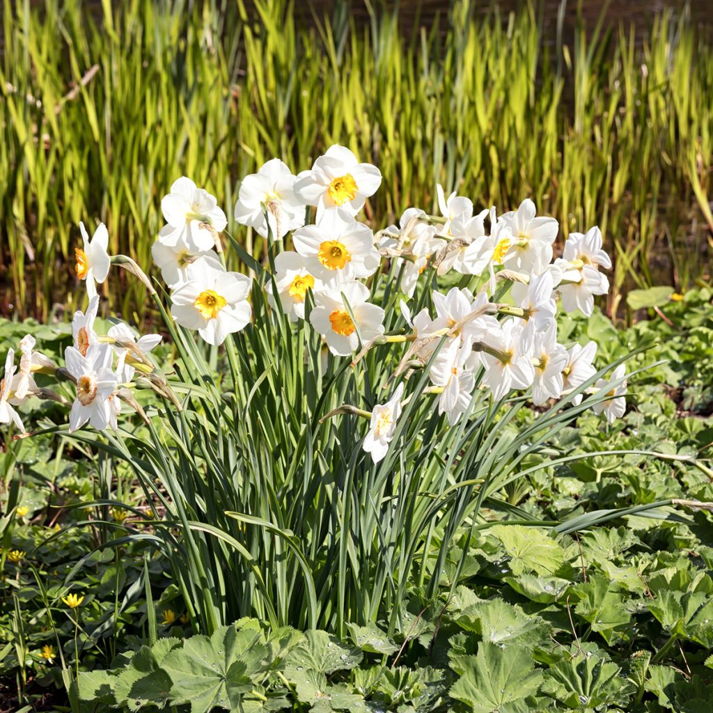 Narcissus poeticus Actaea - Dichtersnarcis