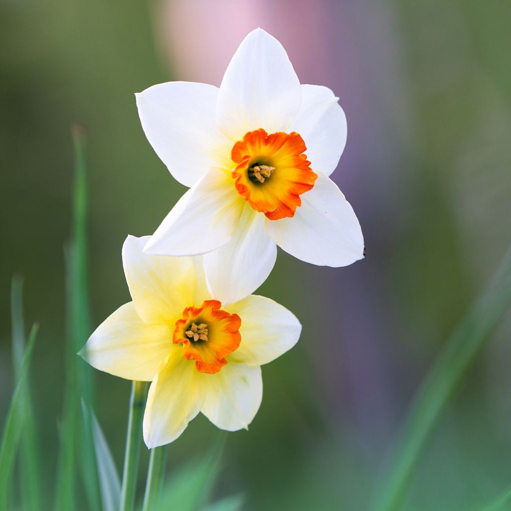 Narcissus poeticus Actaea - Dichtersnarcis