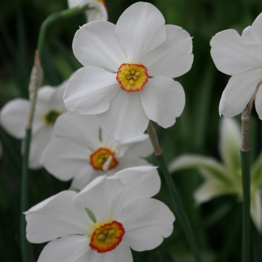 Narcissus poeticus Actaea - Dichtersnarcis