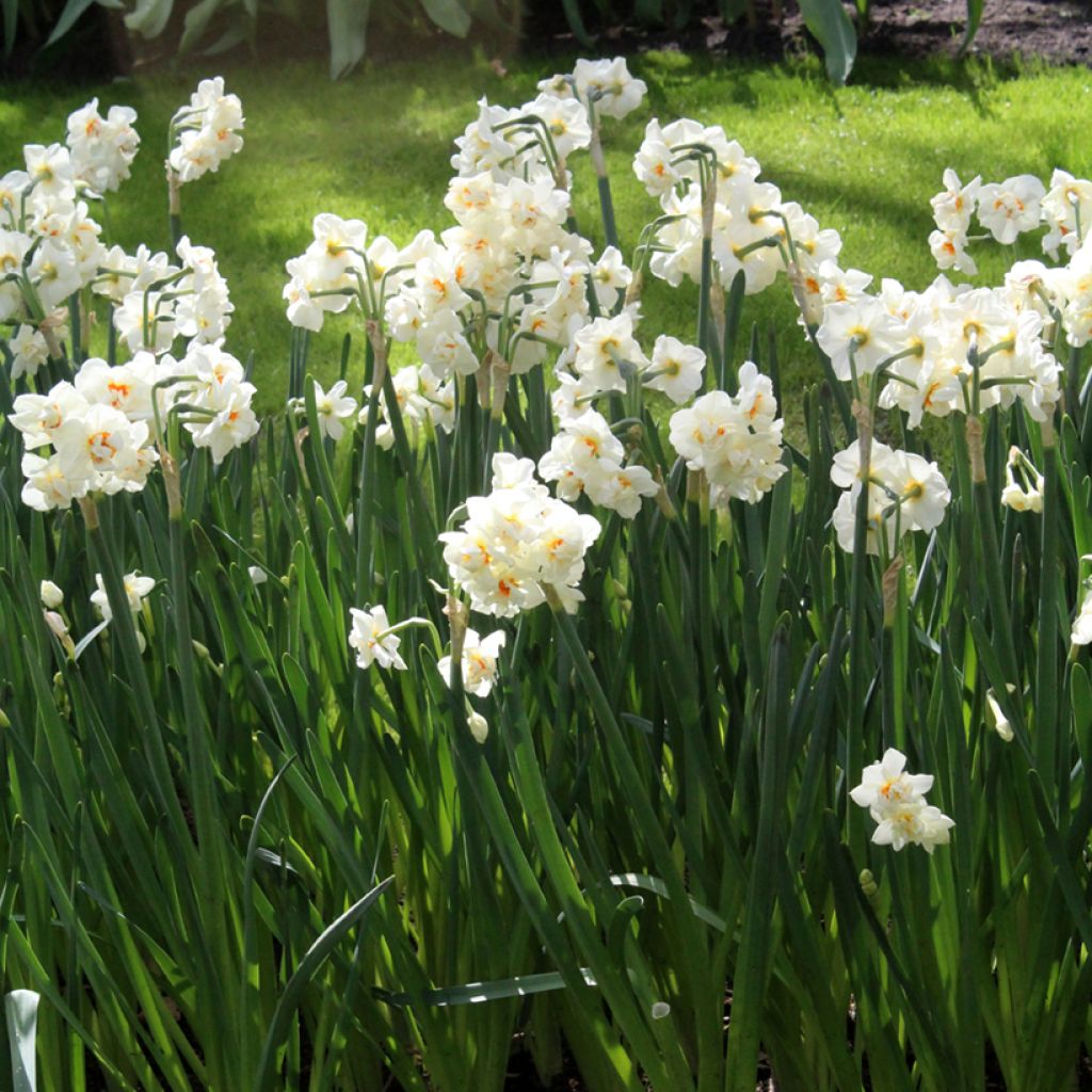 Narcissus tazetta Abba - Tazetta-narcis
