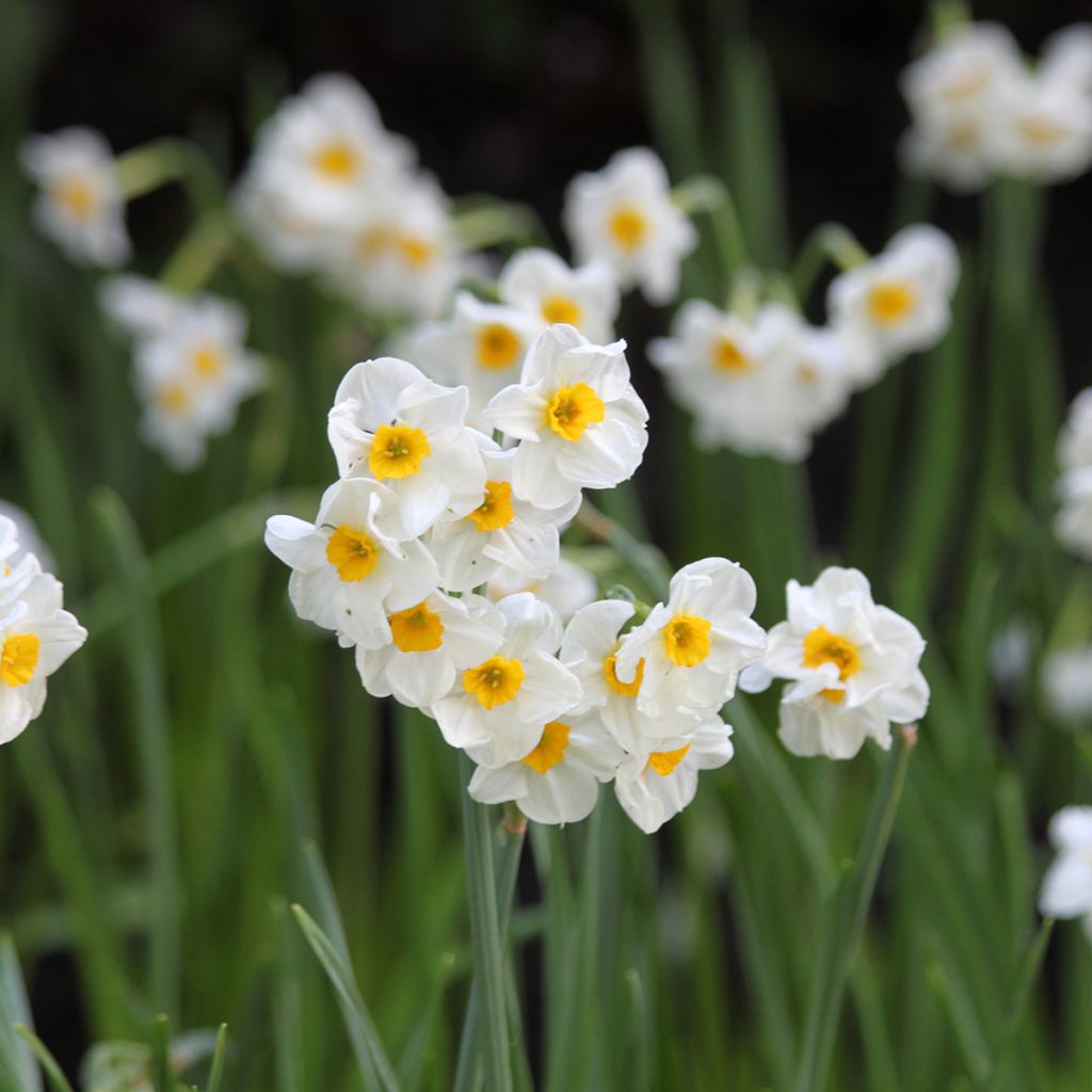 Narcisse tazetta Laurens Koster - Tazetta-narcis