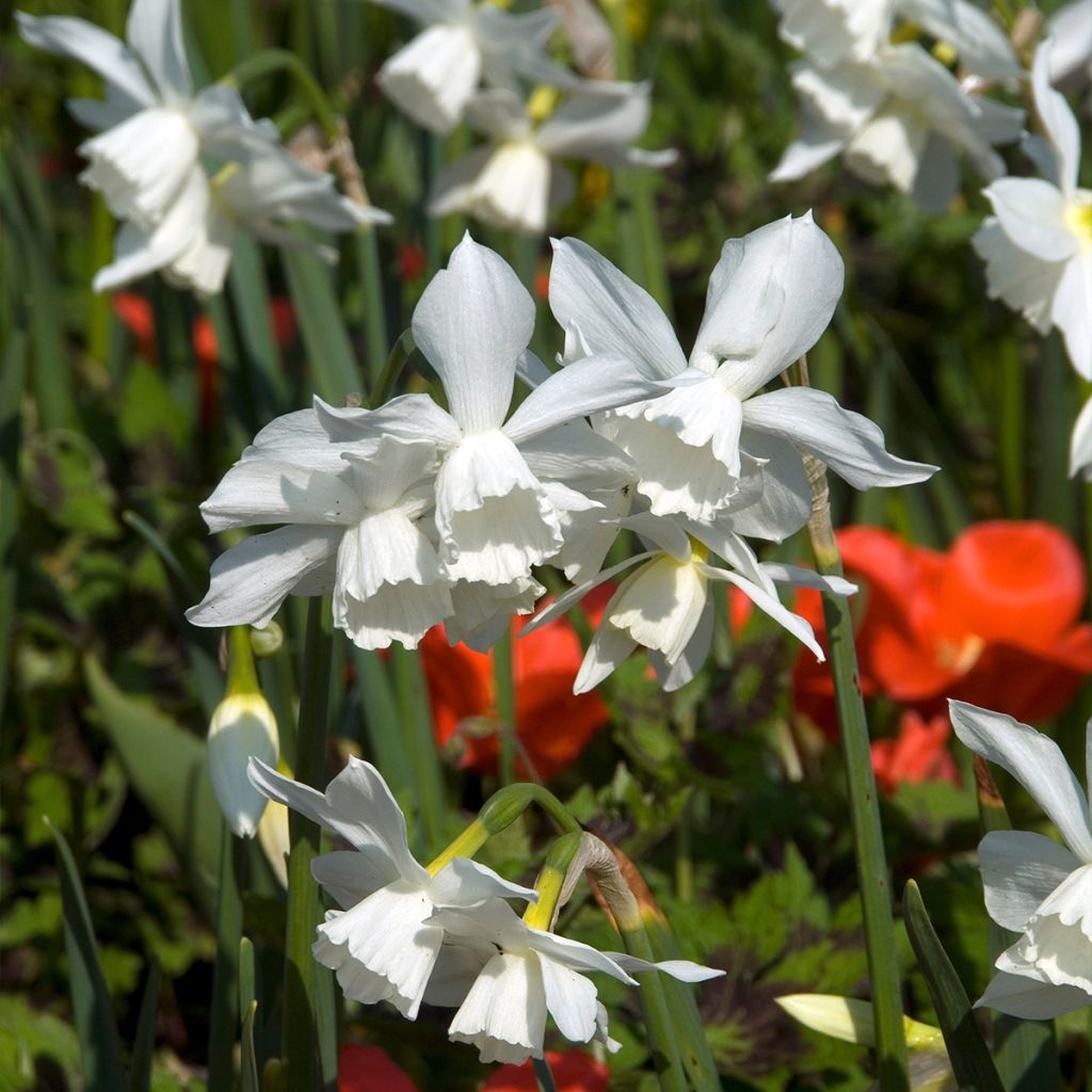 Narcissus Thalia - Triandrus-narcis