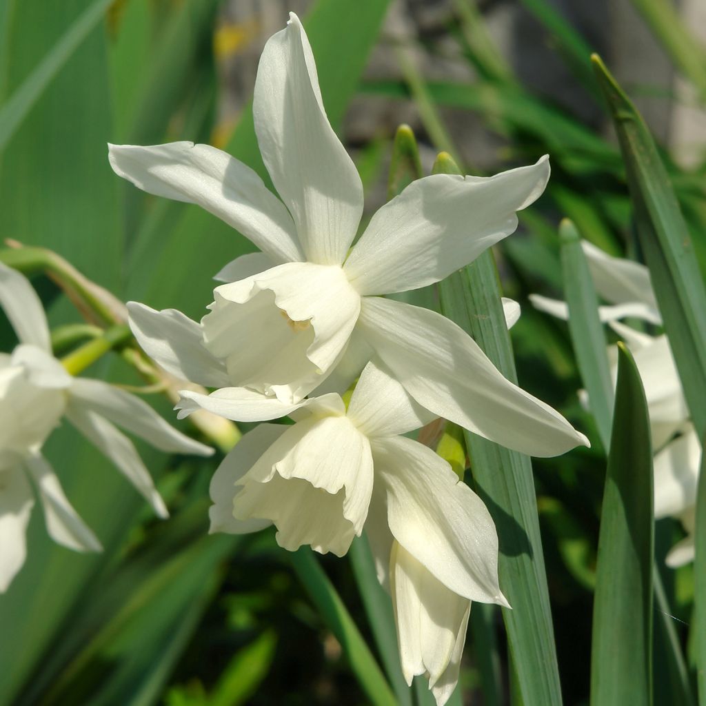 Narcissus Thalia - Triandrus-narcis