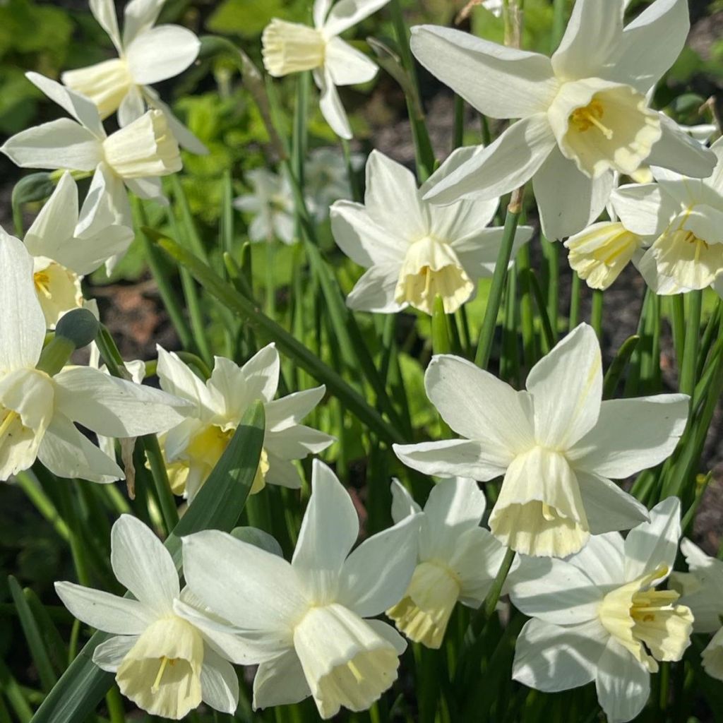 Narcissus Starlight Sensation - Triandrus-narcis