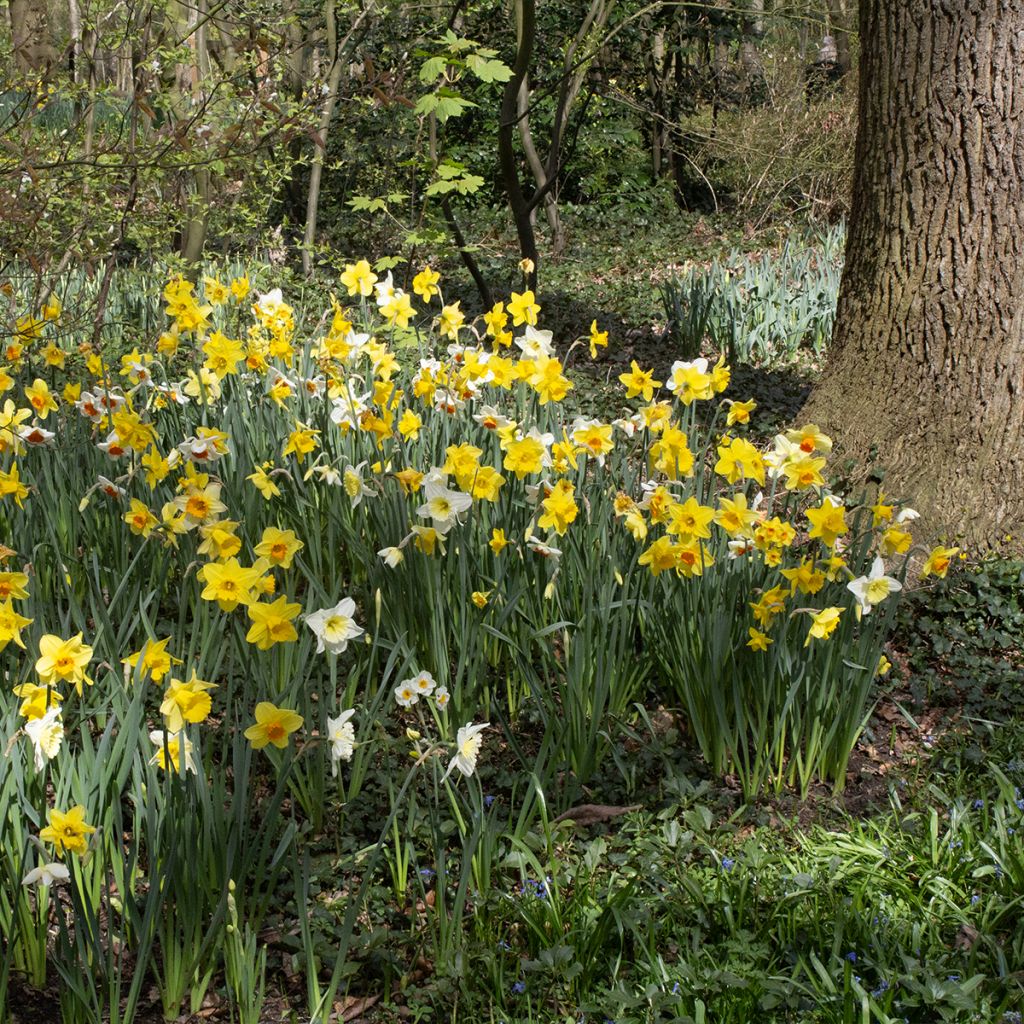 Narcis Selectie Schryve