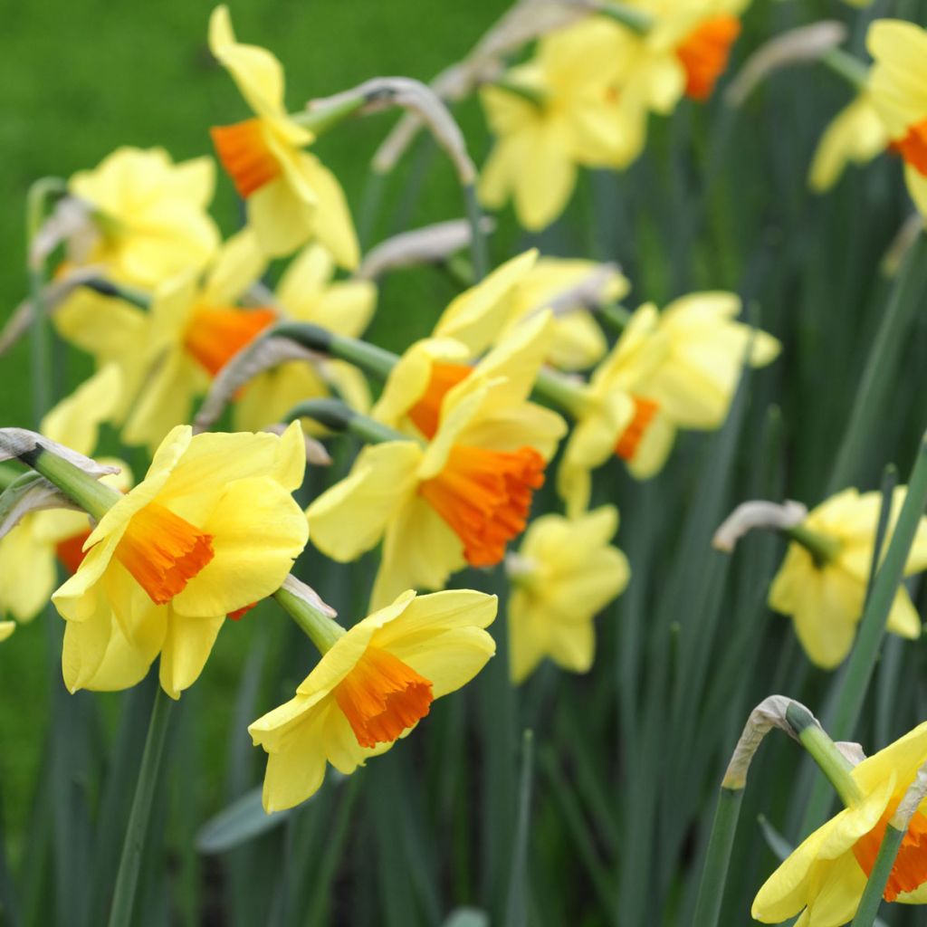 Narcissus Red Devon - Grootkronige narcis