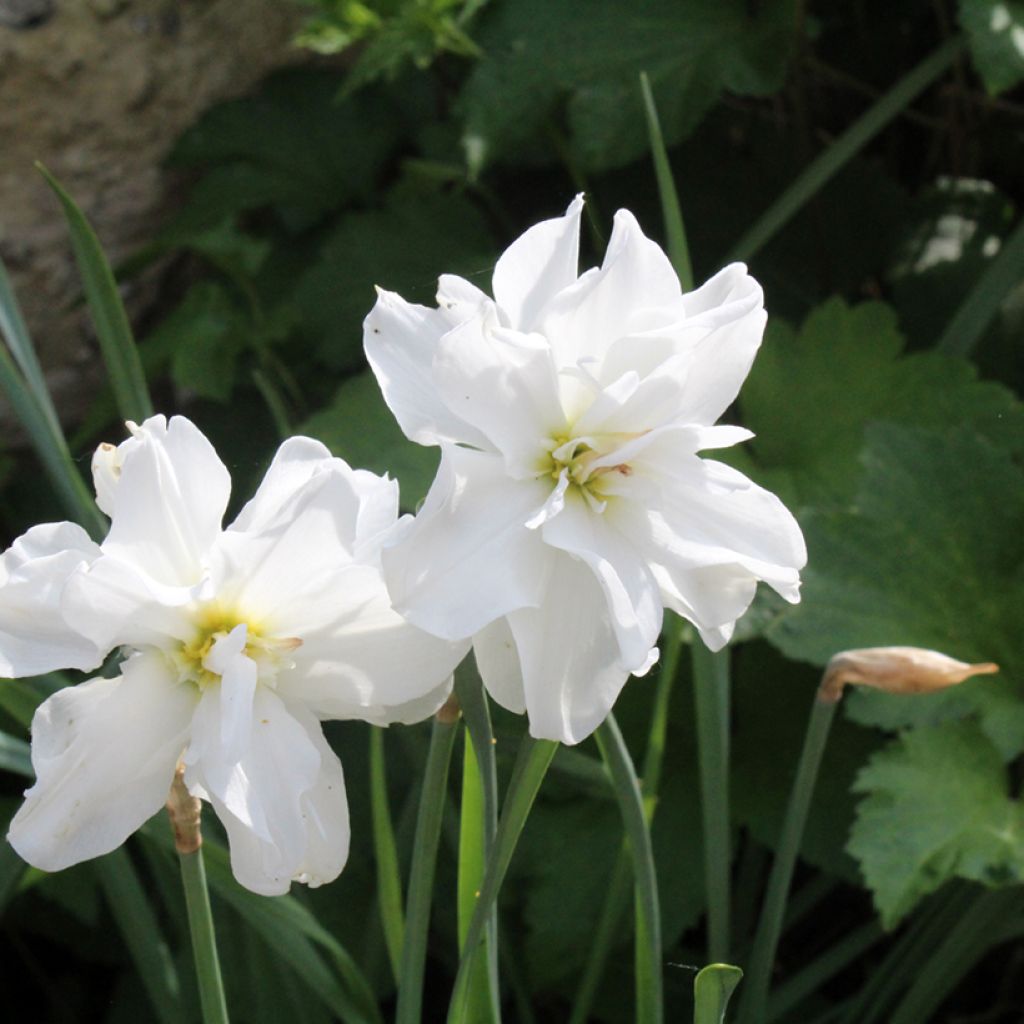 Narcissus poeticus Albus Plenus Odoratus - Dubbele Dichtersnarcis