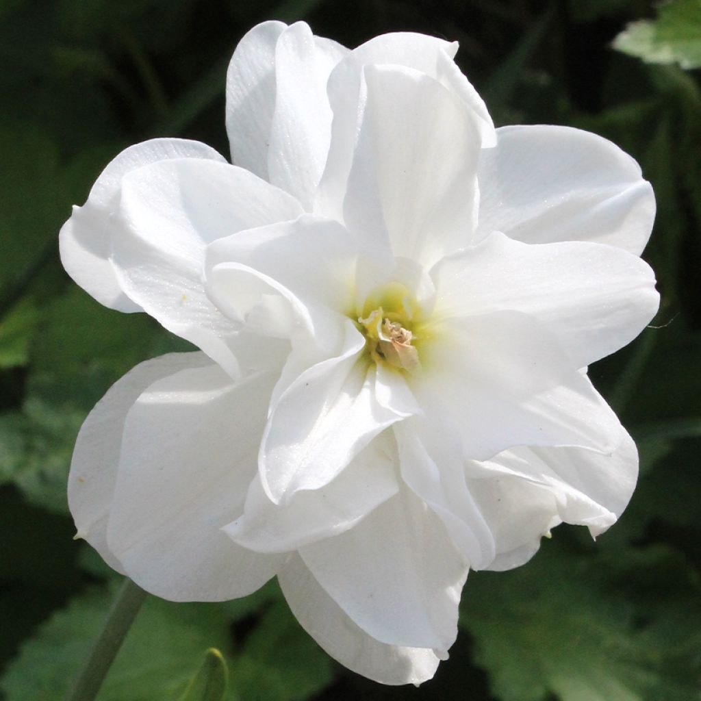 Narcissus poeticus Albus Plenus Odoratus - Dubbele Dichtersnarcis