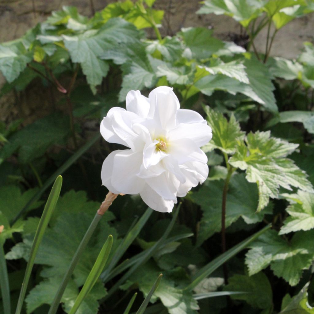 Narcissus poeticus Albus Plenus Odoratus - Dubbele Dichtersnarcis