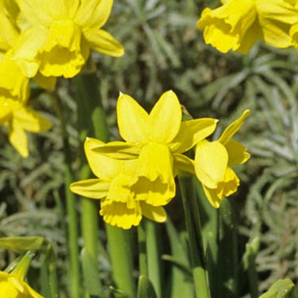 Narcissus cyclamineus Tête à Tête - Dwergnarcis