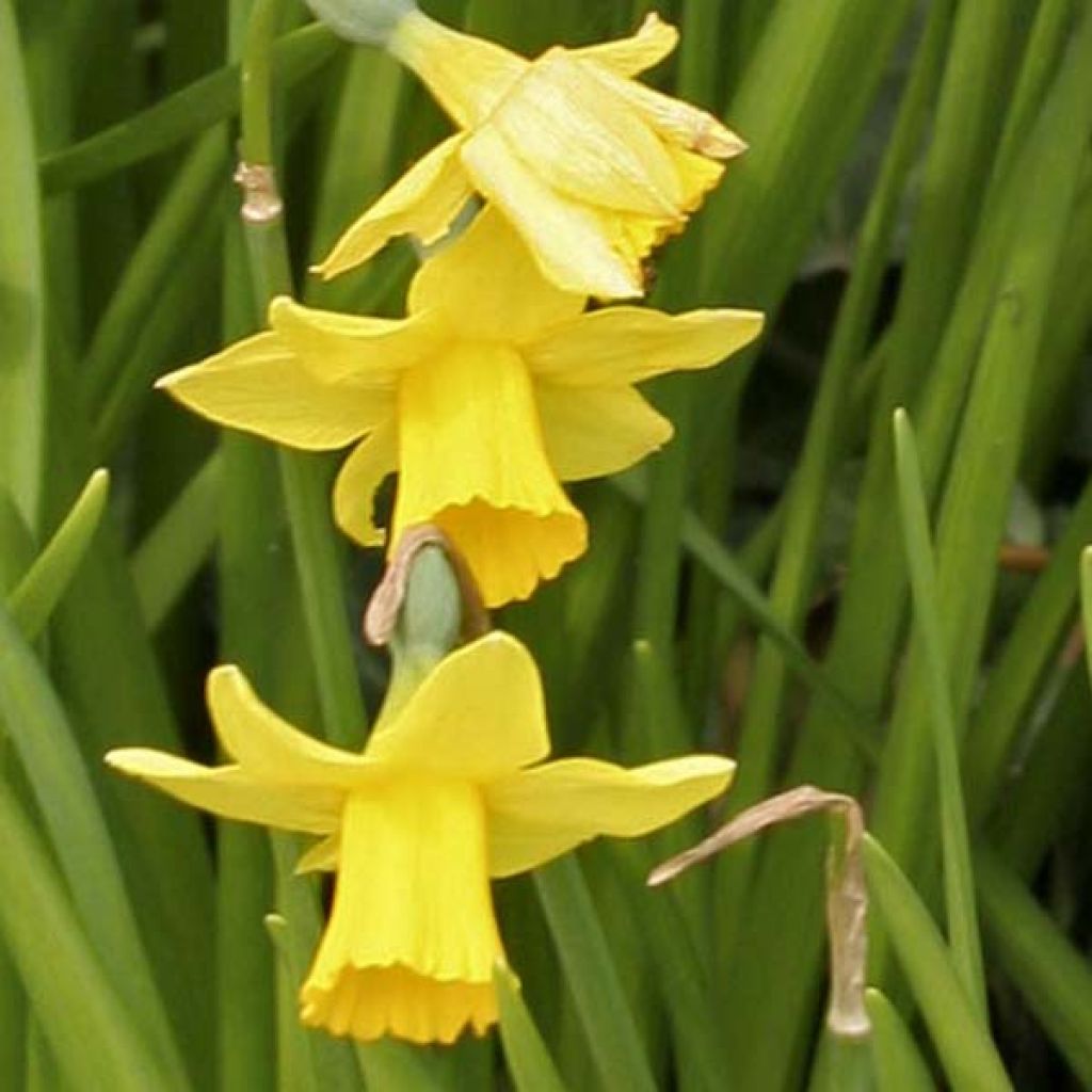 Narcissus cyclamineus Tête à Tête - Dwergnarcis