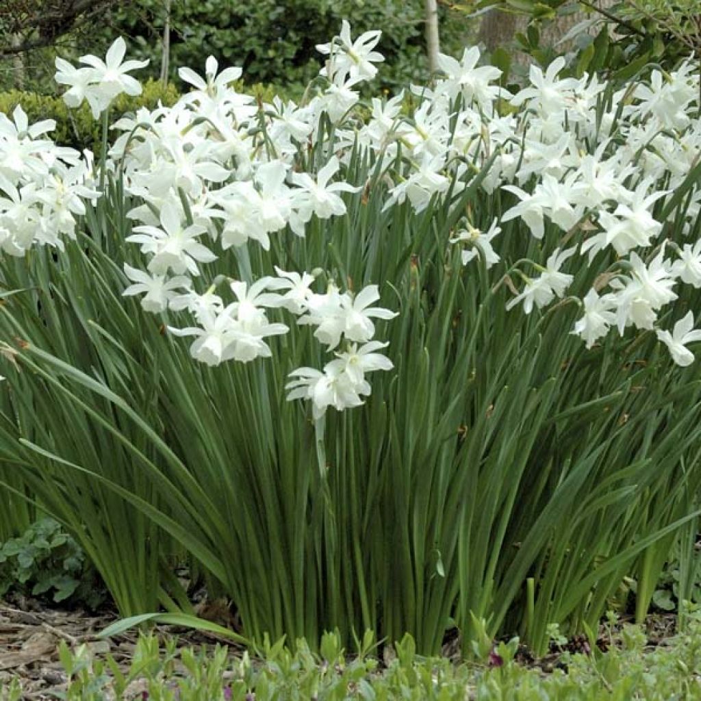 Narcissus Thalia - Triandrus-narcis