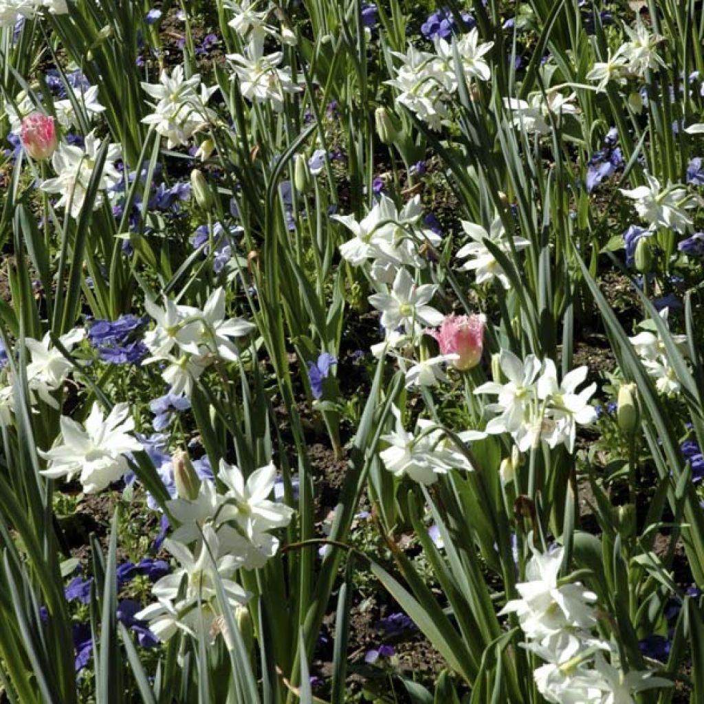 Narcissus Thalia - Triandrus-narcis