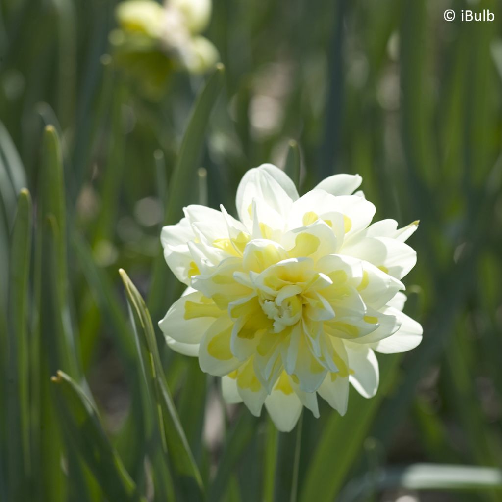 Narcissus Irene Coppeland - Dubbele narcis