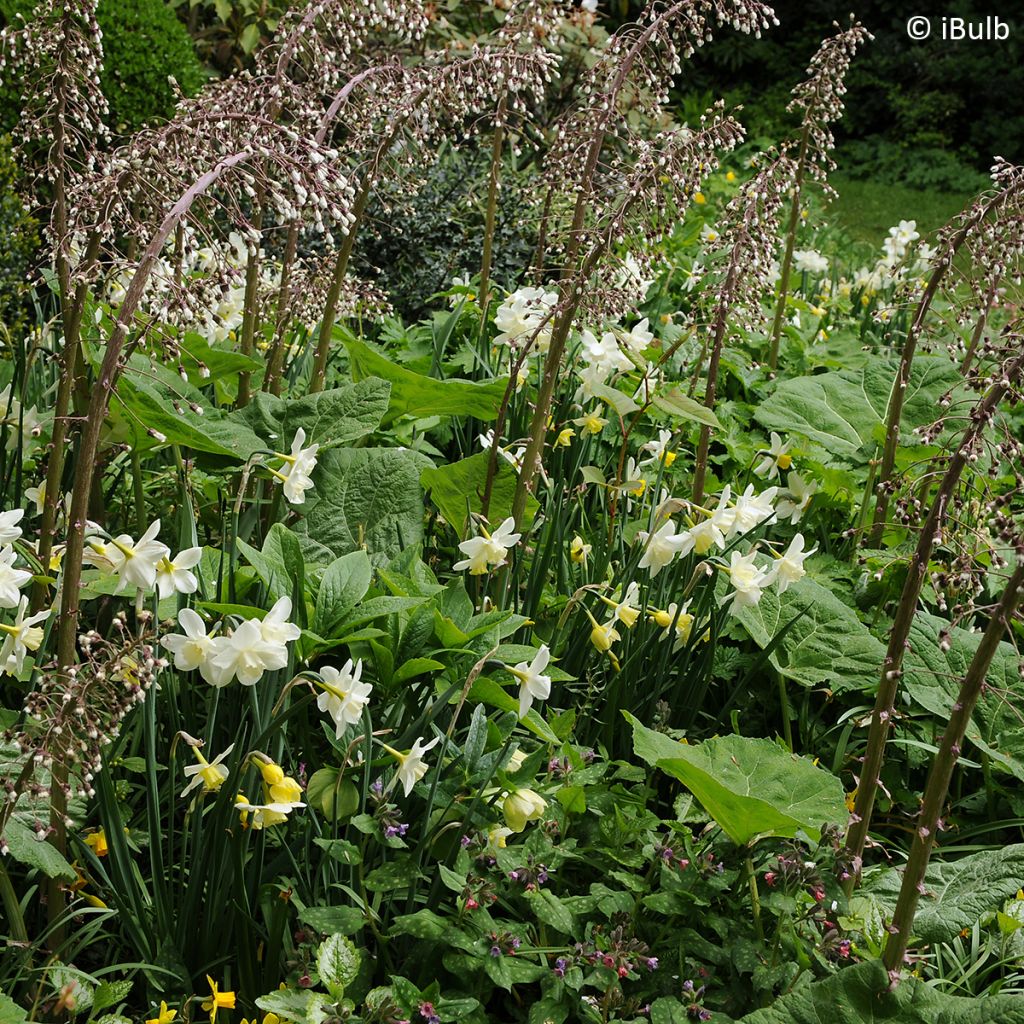 Narcissus jonquilla Pueblo - Jonquilla narcis