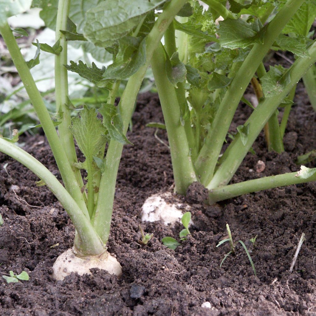 Raap Witte harde winter