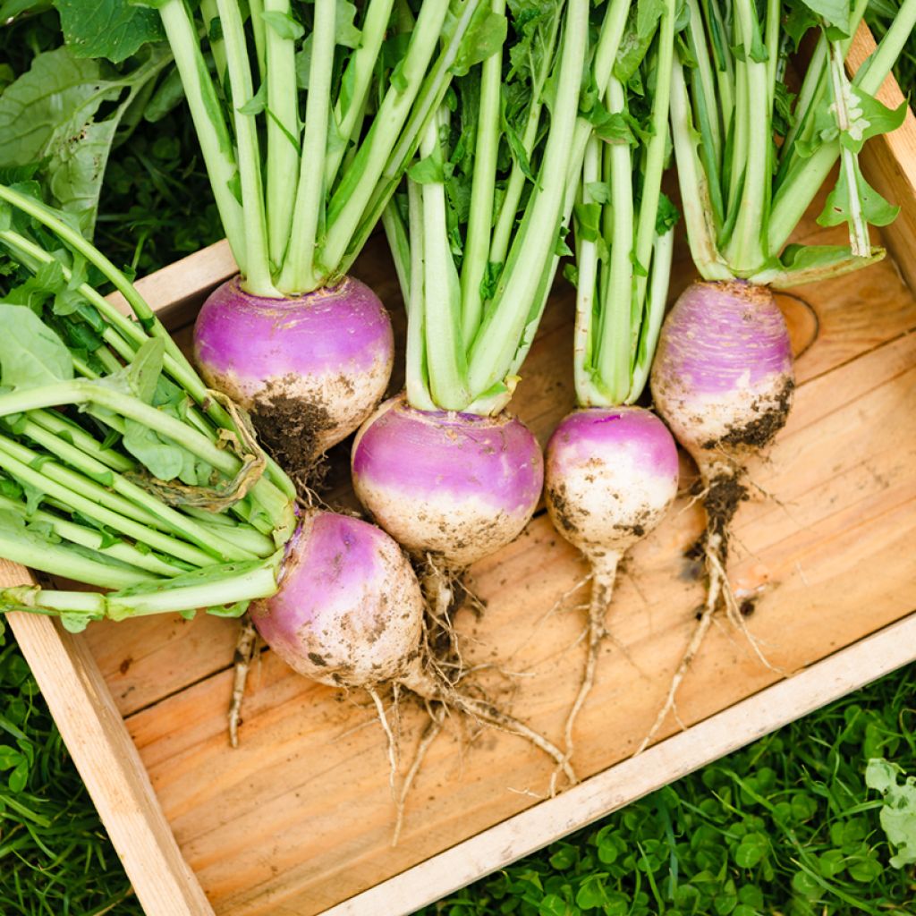 Knolraap Witte bol met violet kopje + Plessis F1 - Vilmorin