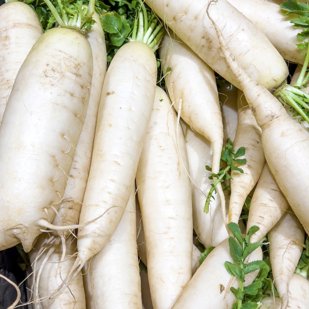 Knolraap Van Croissy - Vilmorin