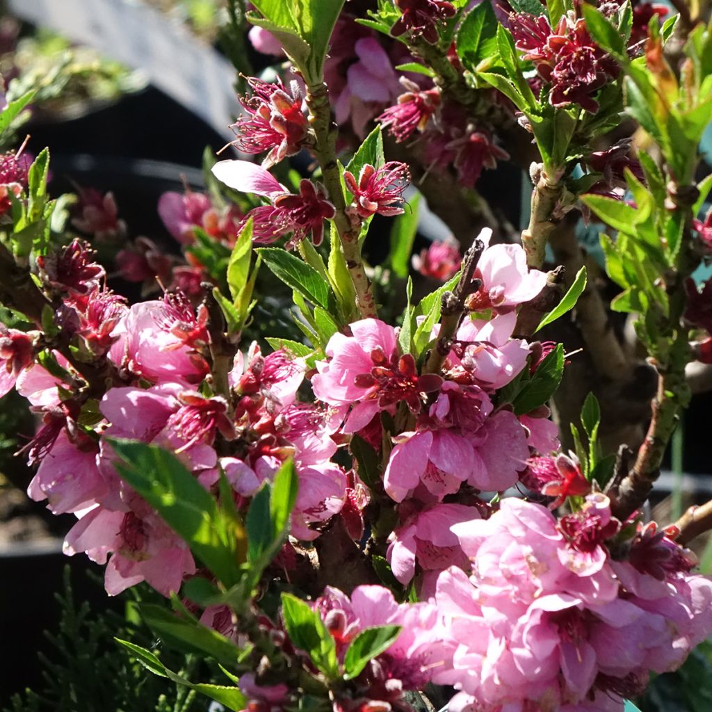 Dwergnectarine Snow Baby