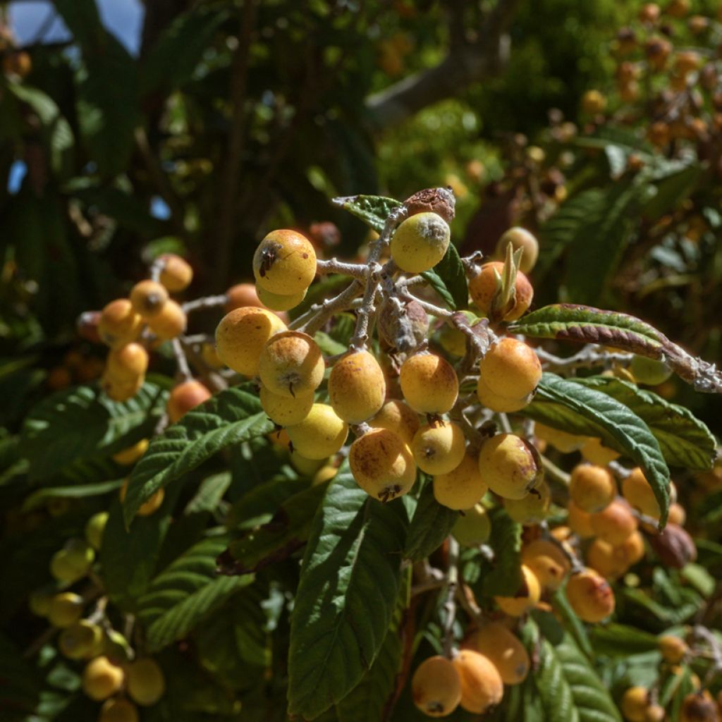 Japanse mispel Argelino - Eriobotrya japonica