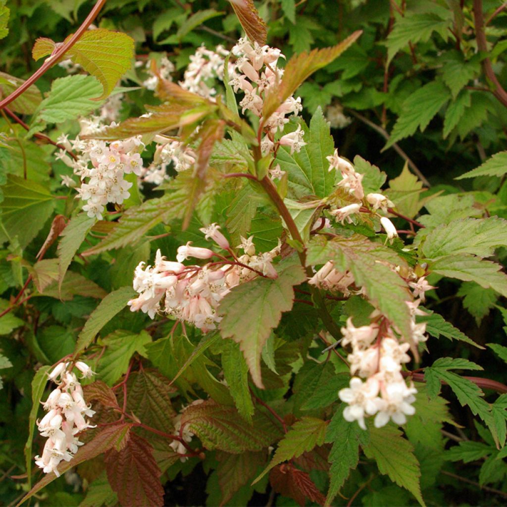 Neillia thibetica - Trosspirea