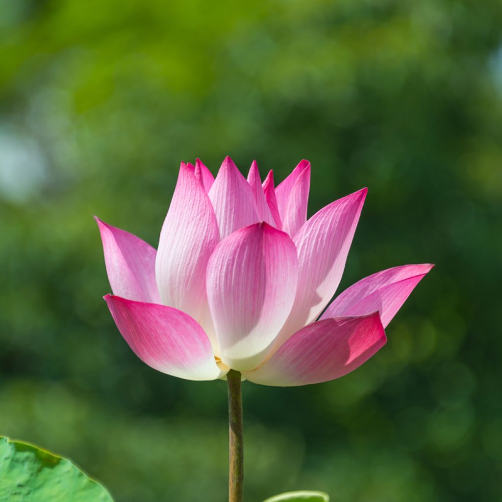 Nelumbo Chawan Basu - Indische lotus