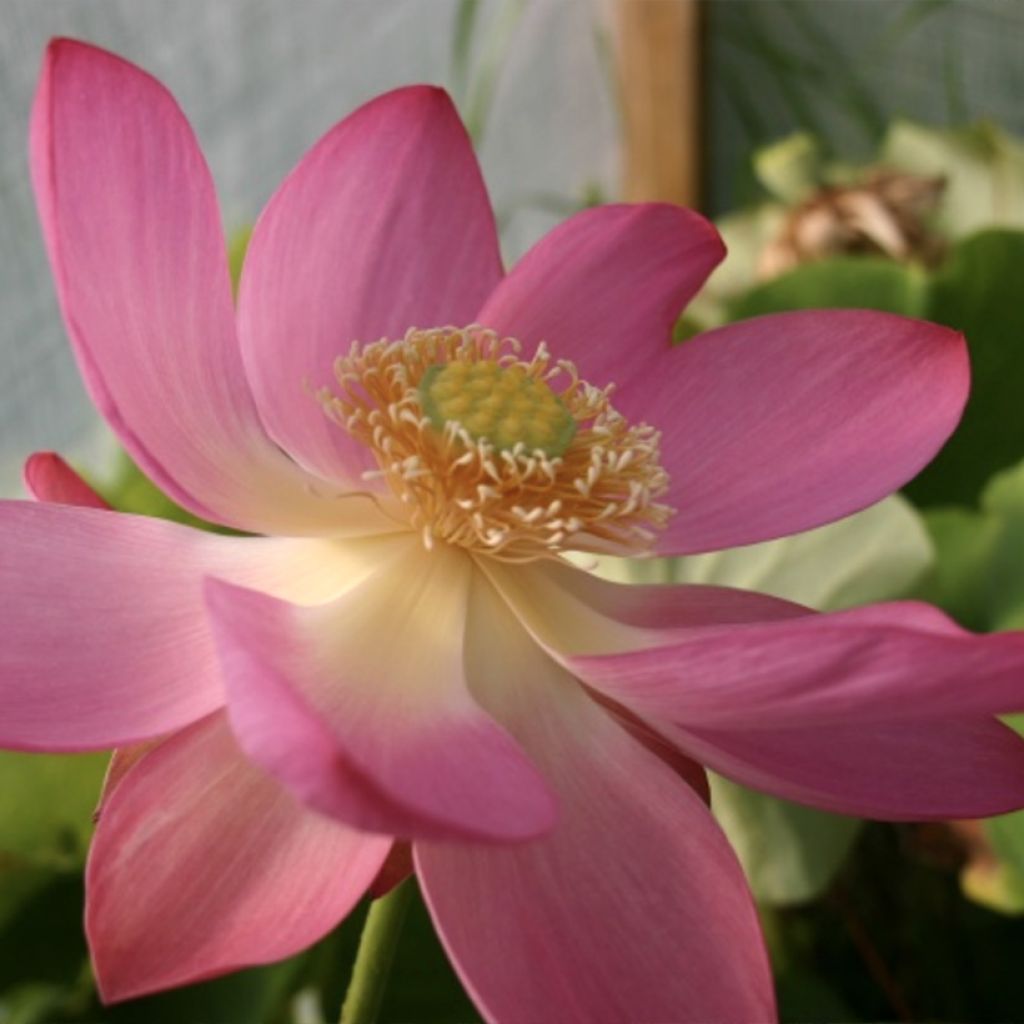 Nelumbo L'Aube Rouge - Indische lotus