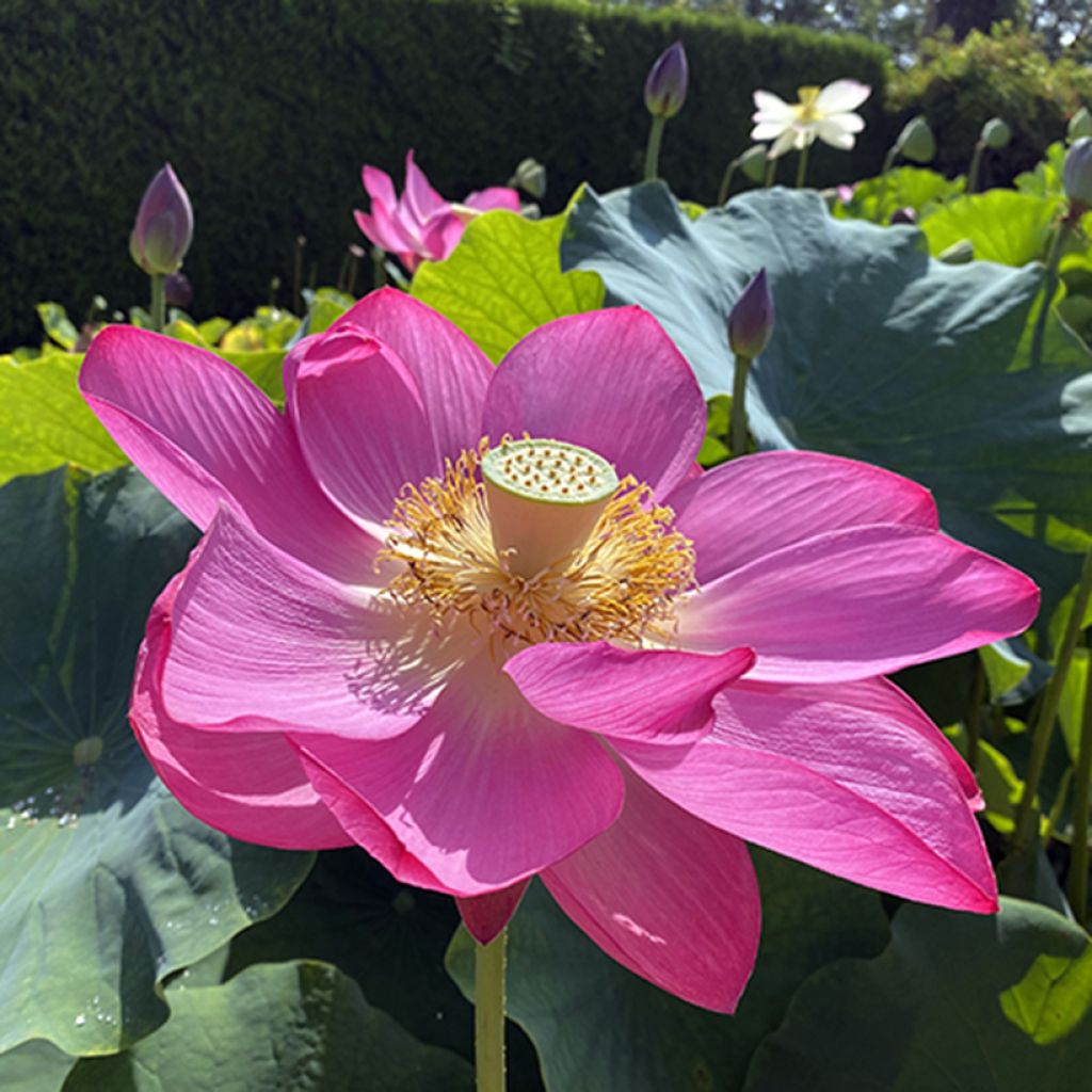 Nelumbo Osiris - Indische lotus