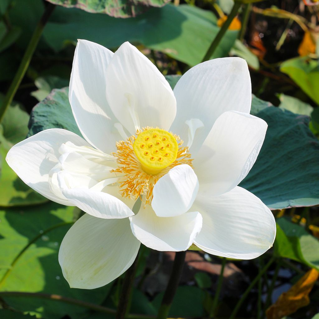 Nelumbo Stellar White - Indische lotus