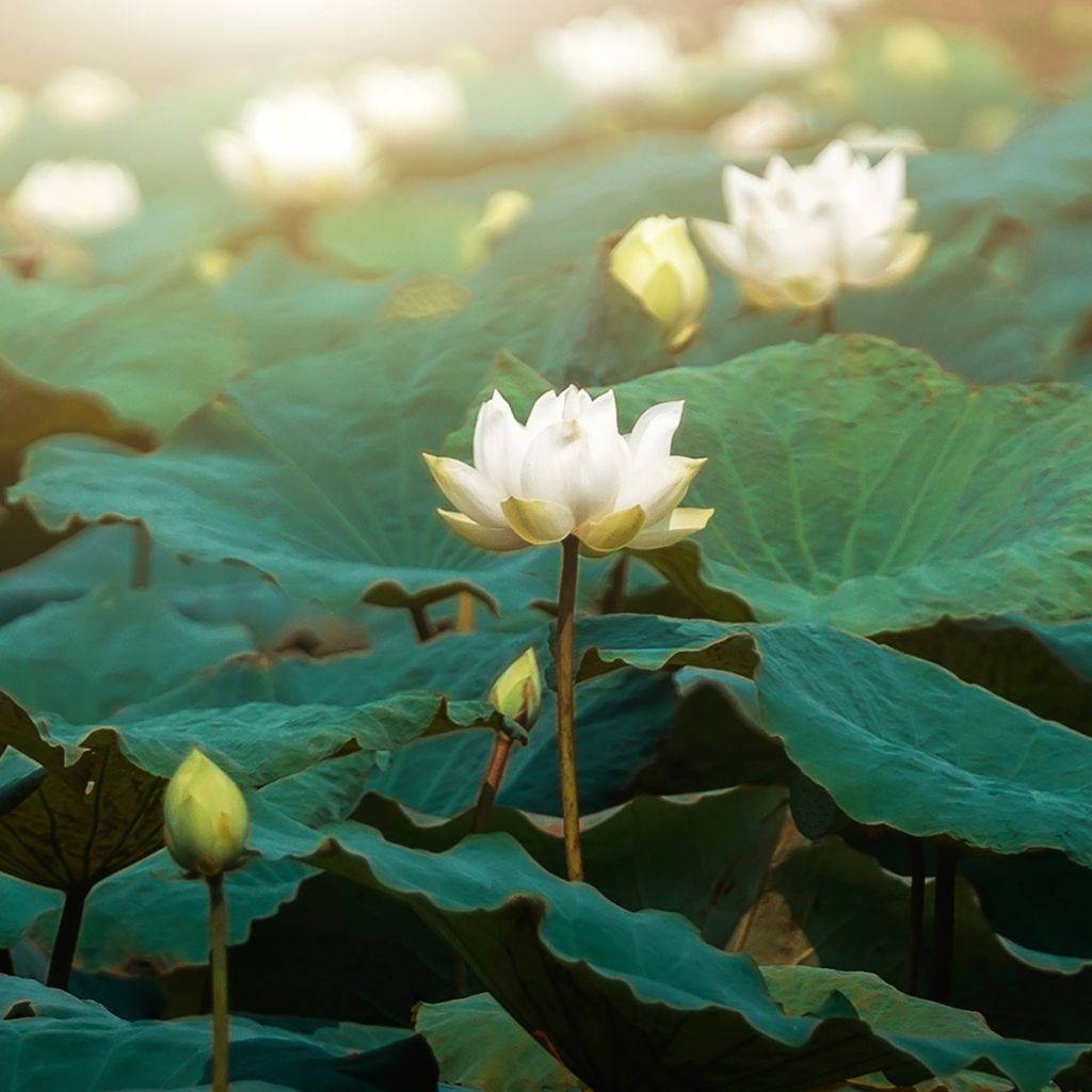 Nelumbo nucifera Hong Bian Yudie - Indische lotus