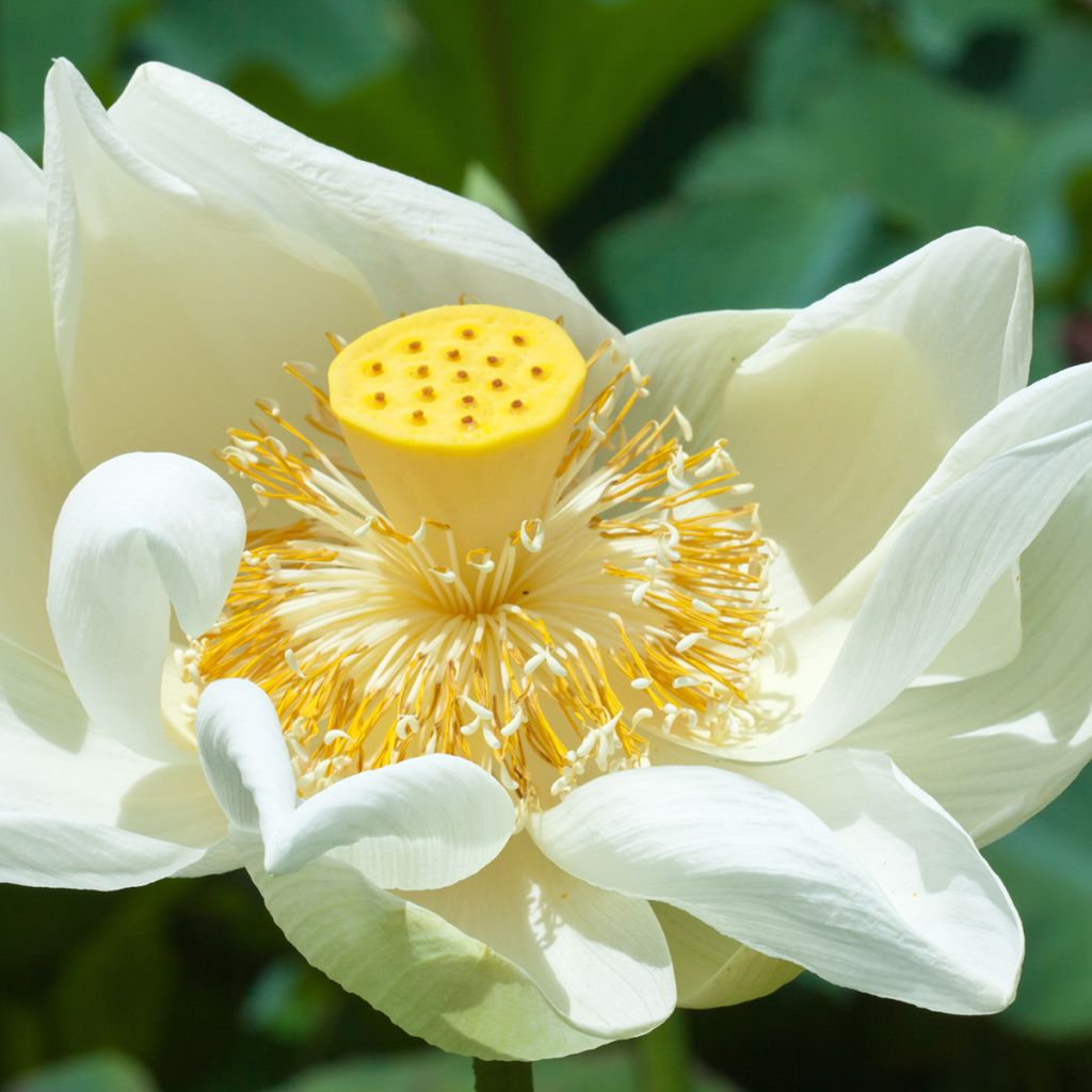 Nelumbo Stellar White - Indische lotus