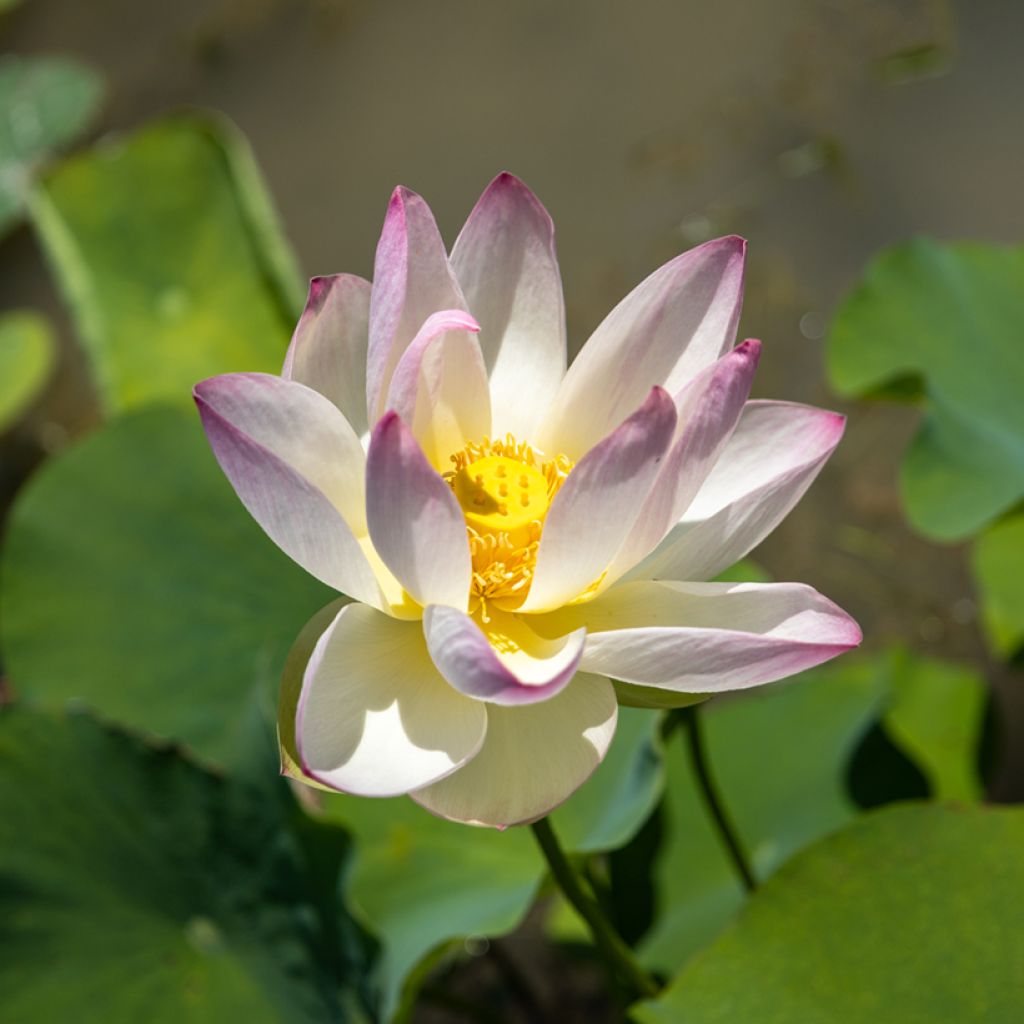 Nelumbo Pale Pink and White - Indische lotus