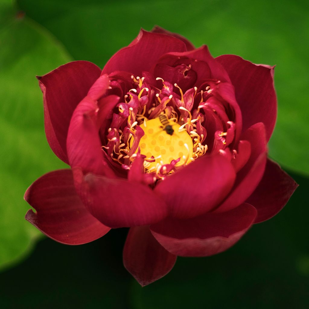 Nelumbo nucifera Rood - Indische lotus