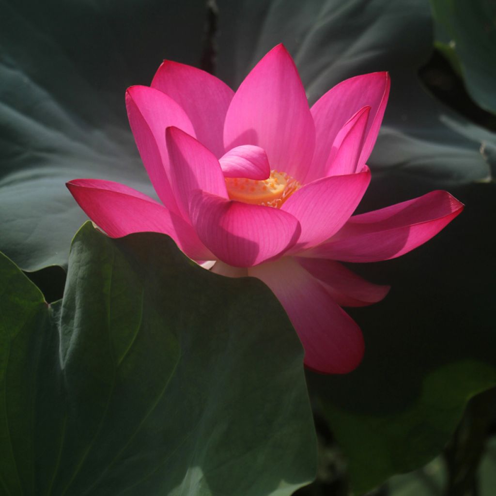 Nelumbo pygmaea Rood - Indische lotus