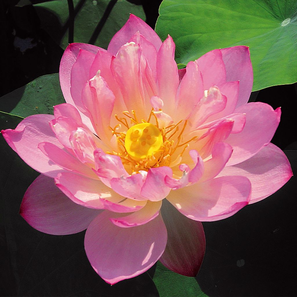 Nelumbo Pygmaea Pink - Indische lotus