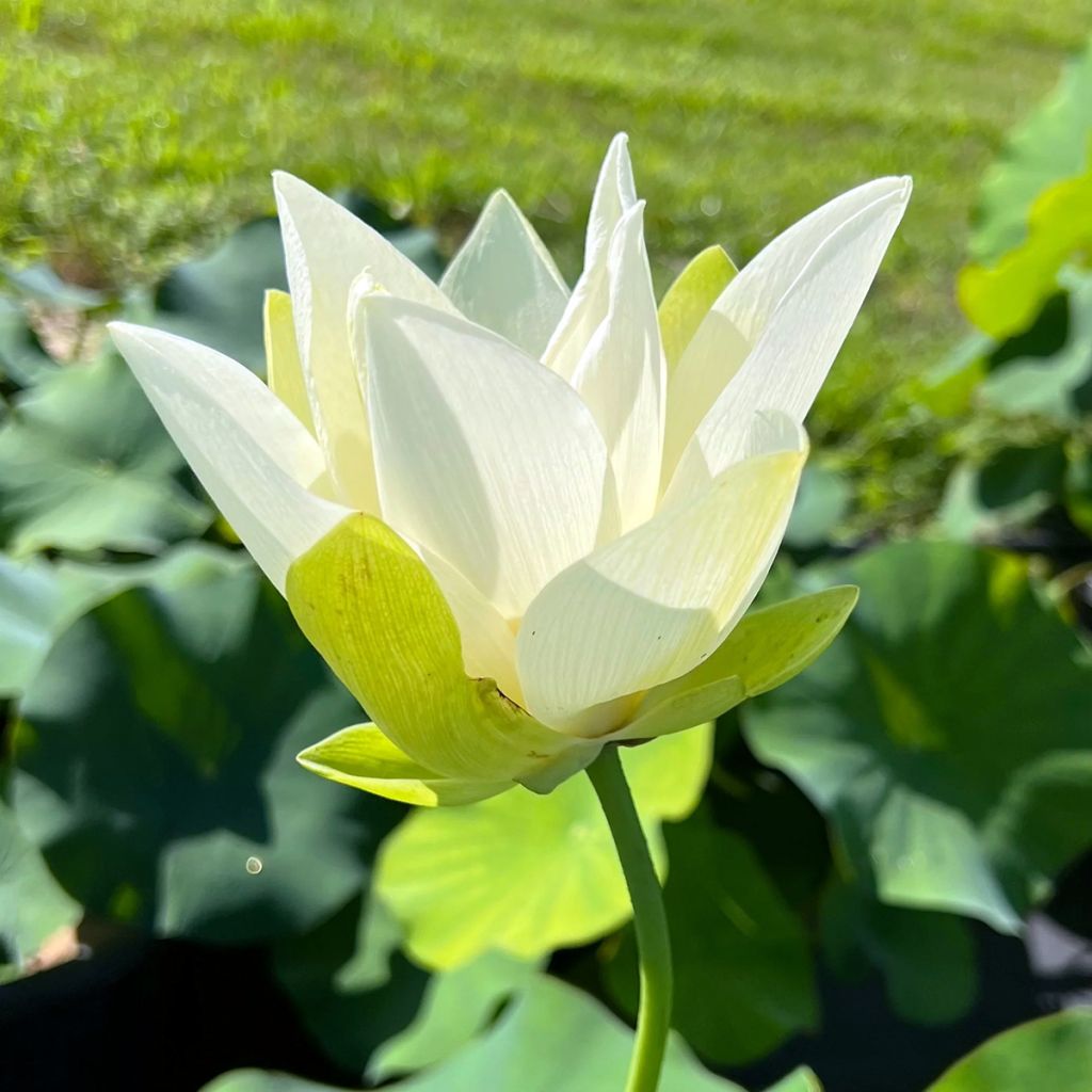 Nelumbo nucifera Tulip Lotus - Indische lotus