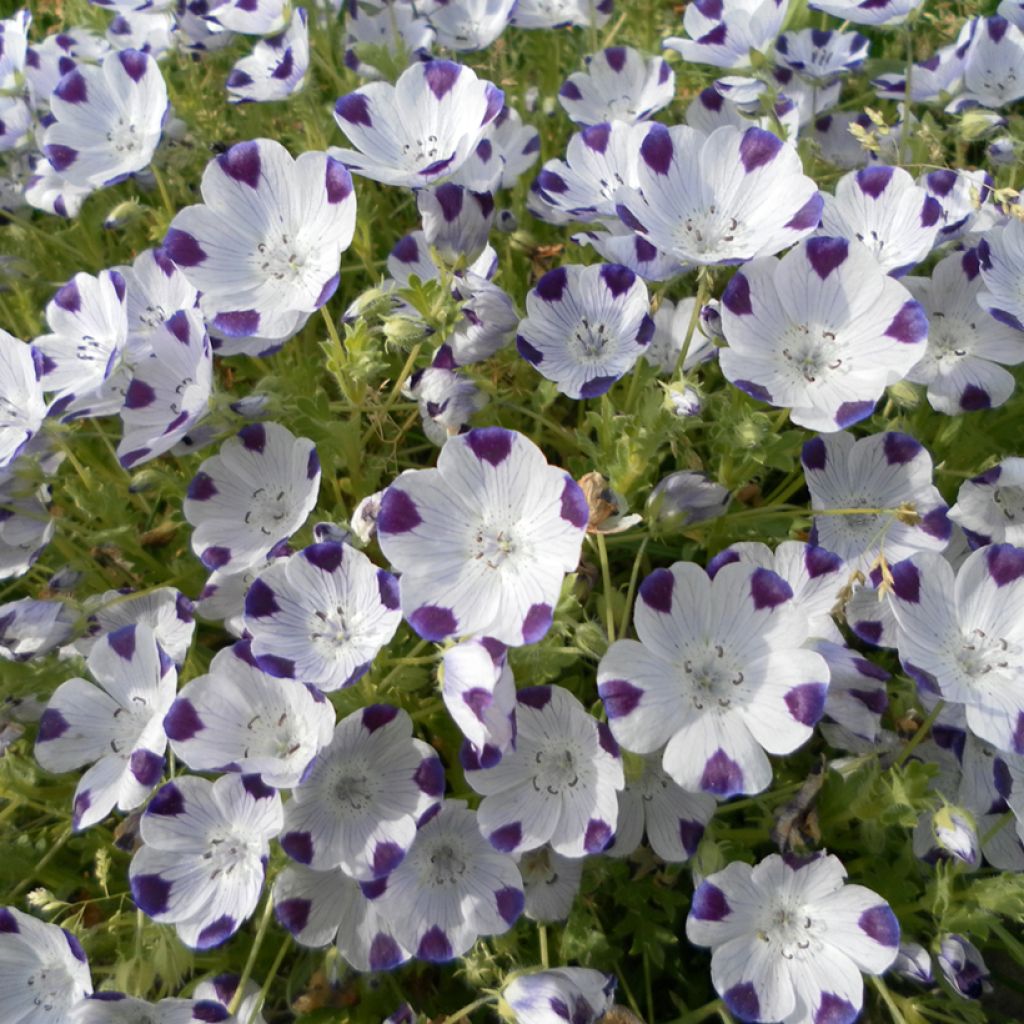 Nemophila maculata Spotty (zaad) - Babyoogjes
