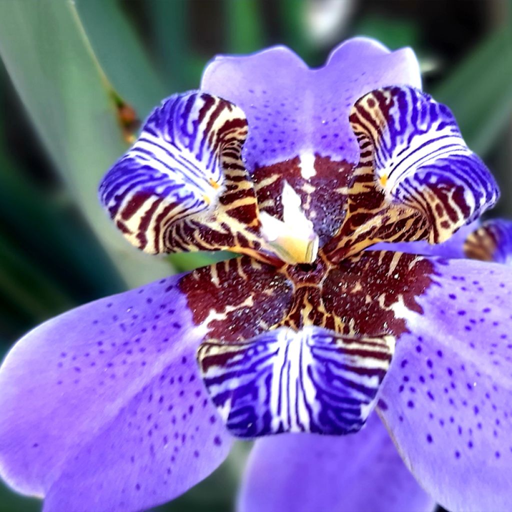 Neomarica caerulea Sky Blue - Wandelende iris