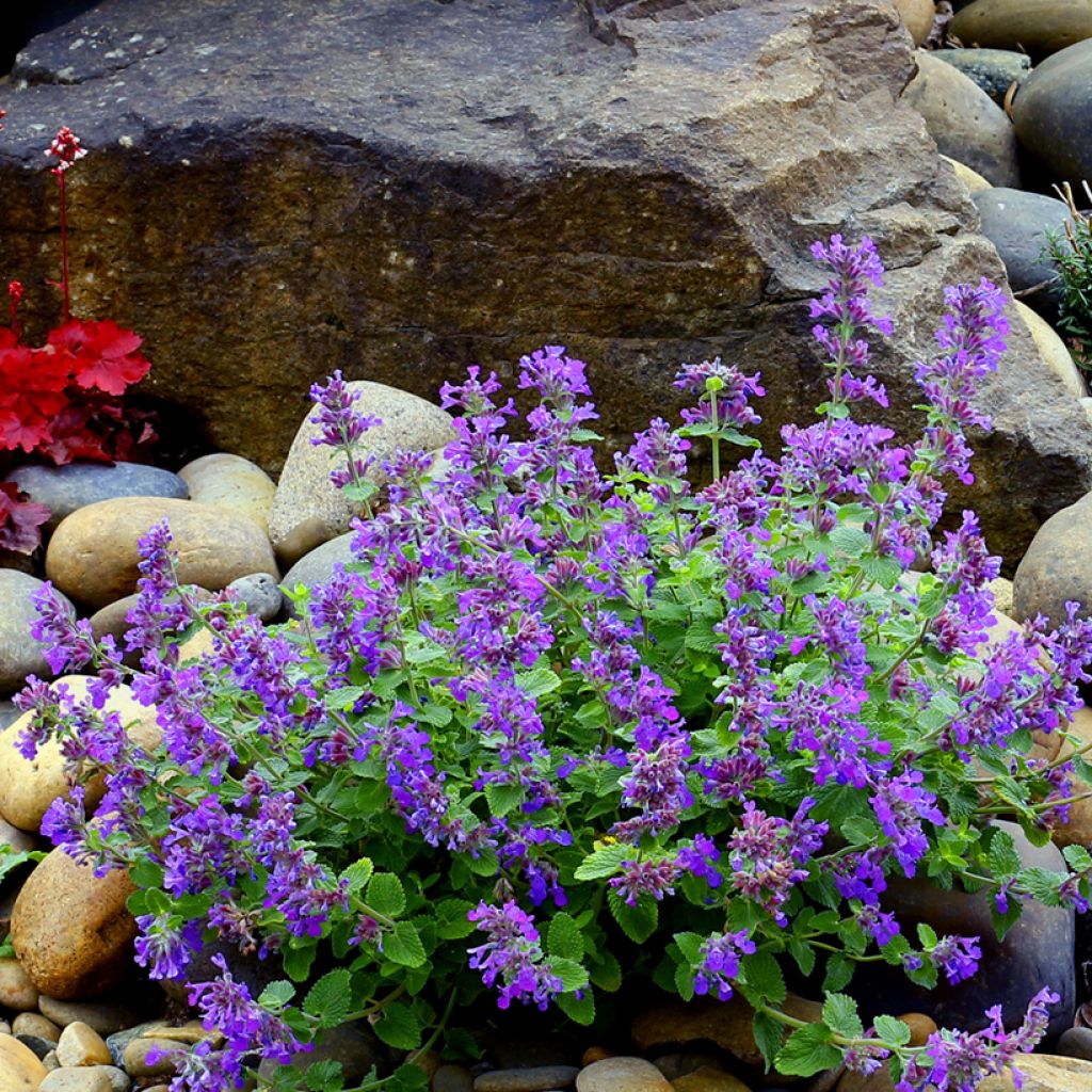 Nepeta faassenii Nova Blue - Kattenkruid