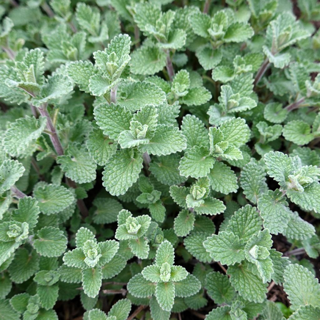 Nepeta faassenii - Kattenkruid