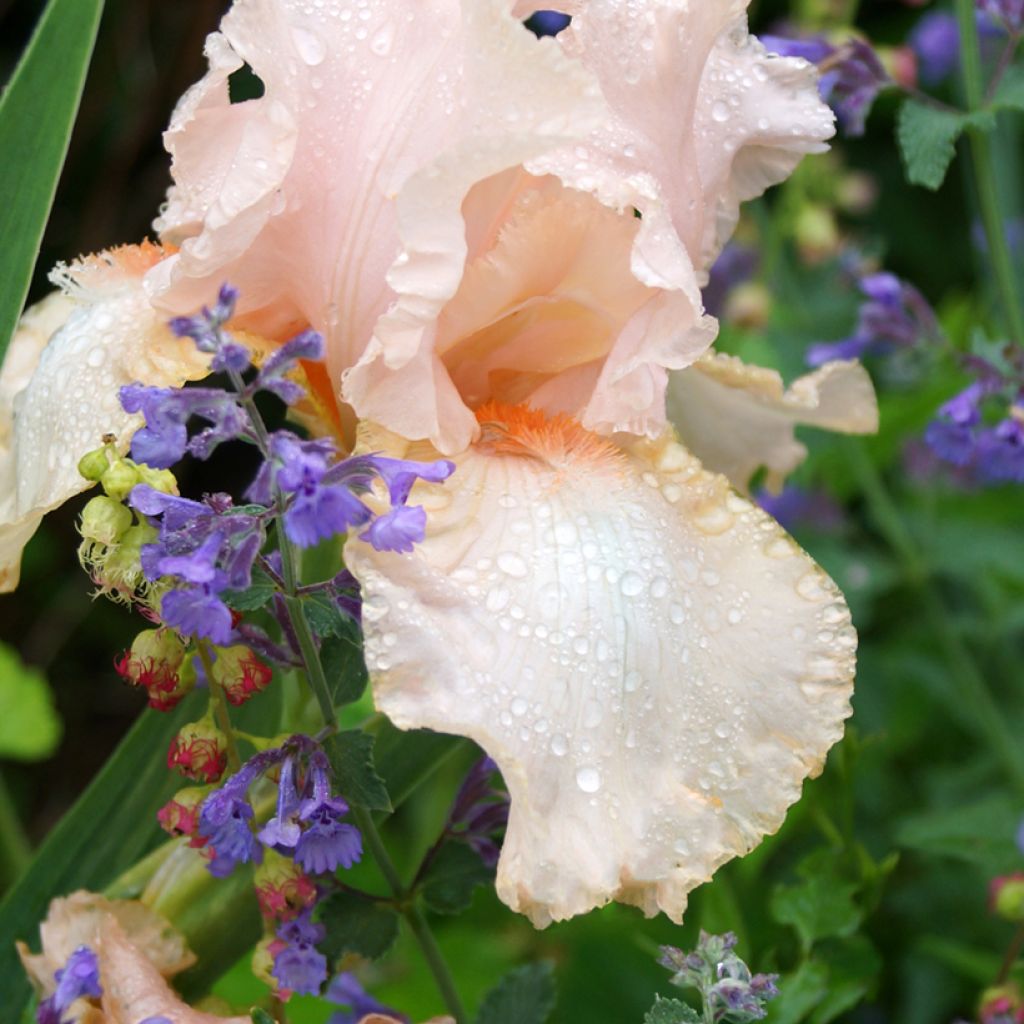 Nepeta faassenii Walkers Low - Kattenkruid