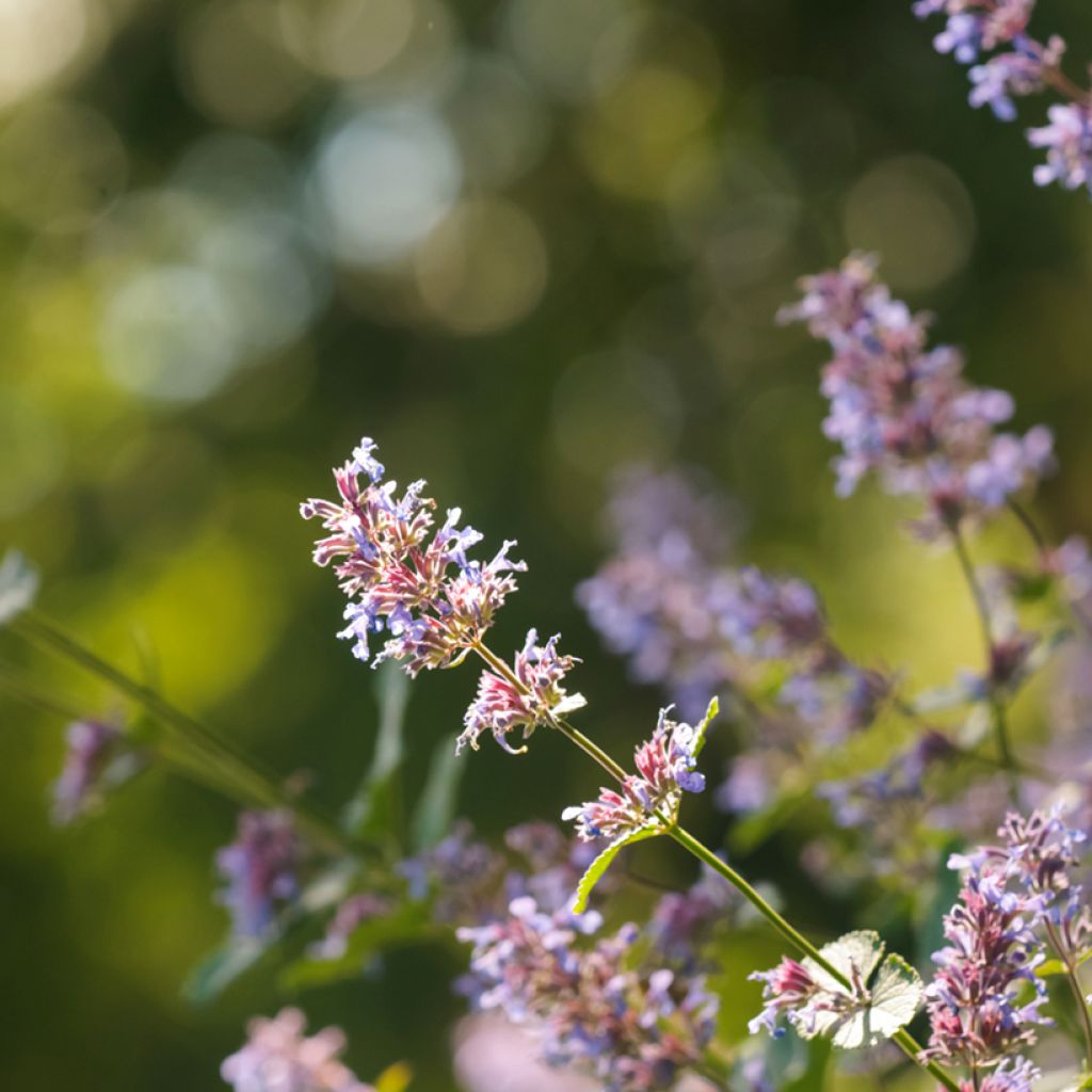 Nepeta grandiflora Bramdean - Kattenkruid