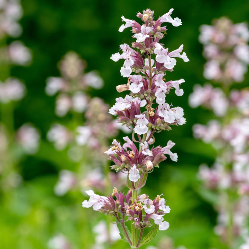 Nepeta grandiflora Dawn to Dusk - Kattenkruid