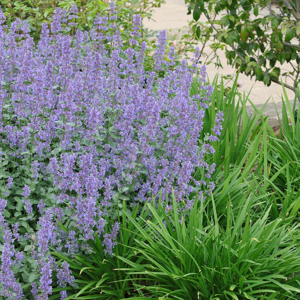 Nepeta grandiflora Summer Magic - Kattenkruid