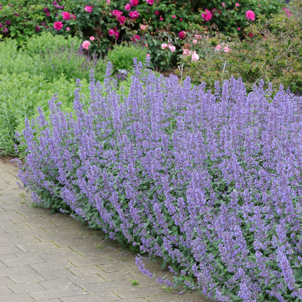 Nepeta grandiflora Summer Magic - Kattenkruid
