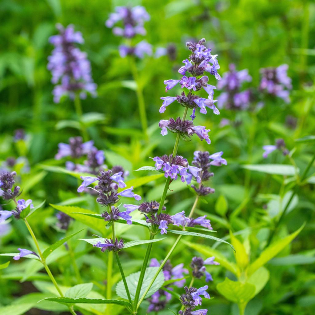 Nepeta manchuriensis Manchu Blue - Kattenkruid